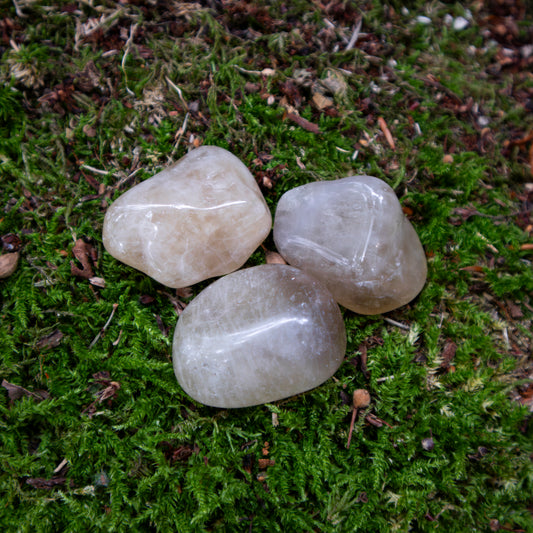 Drei glänzende, polierte natur Citrin-Trommelsteine auf einem weichen Moosbett, umgeben von natürlichen Waldbodenstrukturen.